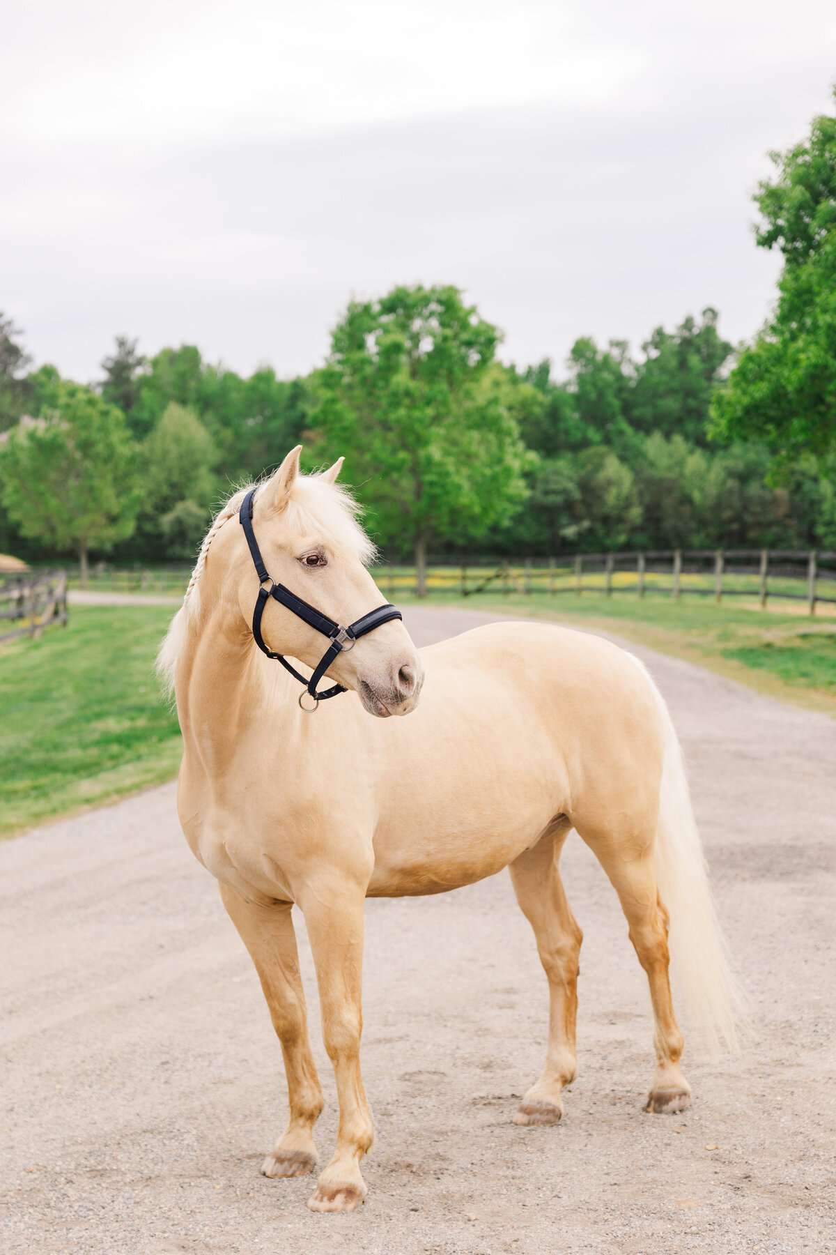 EquinephotographerRVA