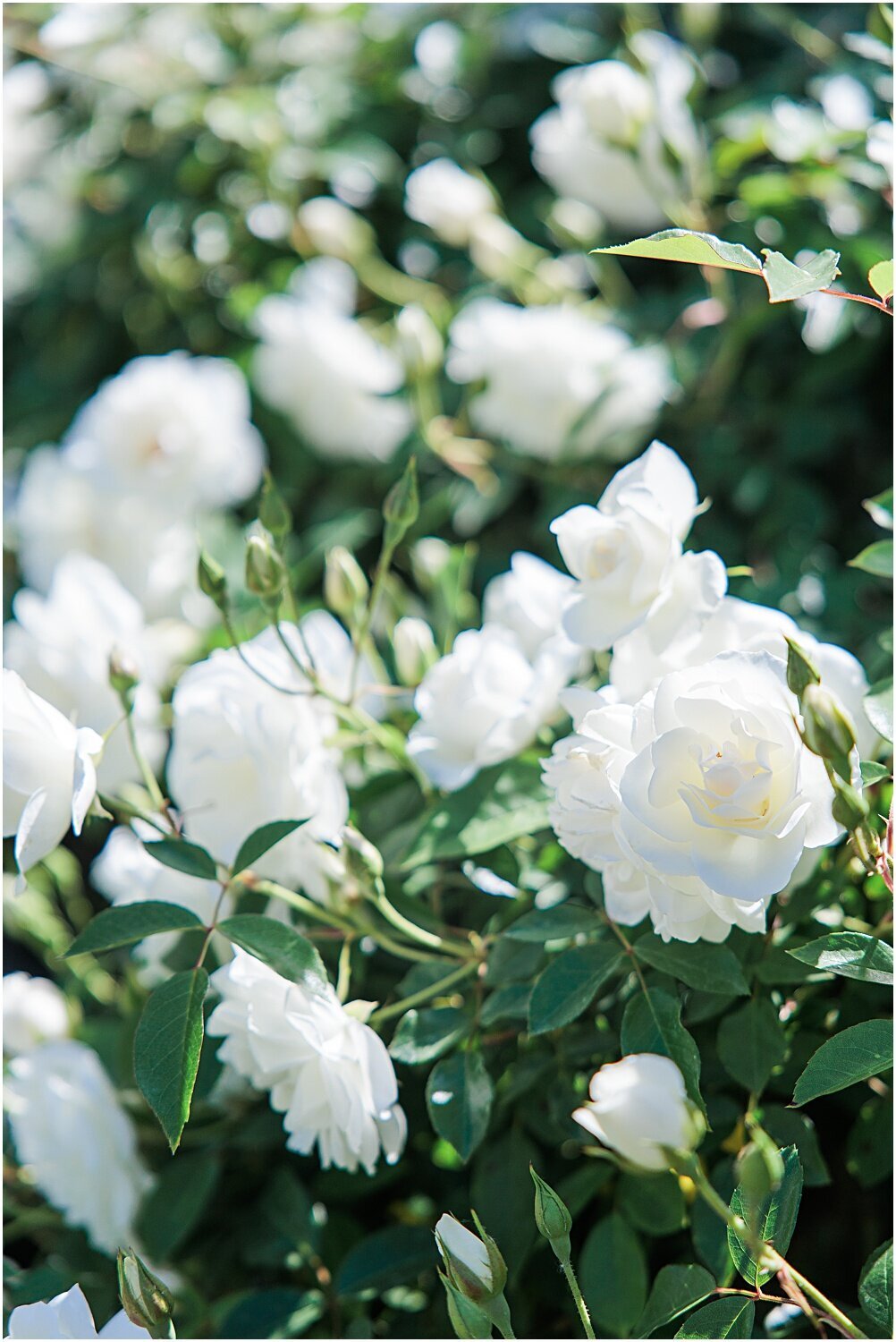 Hawks-Point-Redhawk-Gold-Course-Wedding-Venue-Temecula_0005