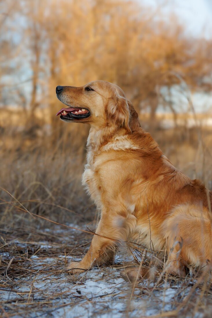 Appelgate-golden-retriever-puppies-Emmie-14