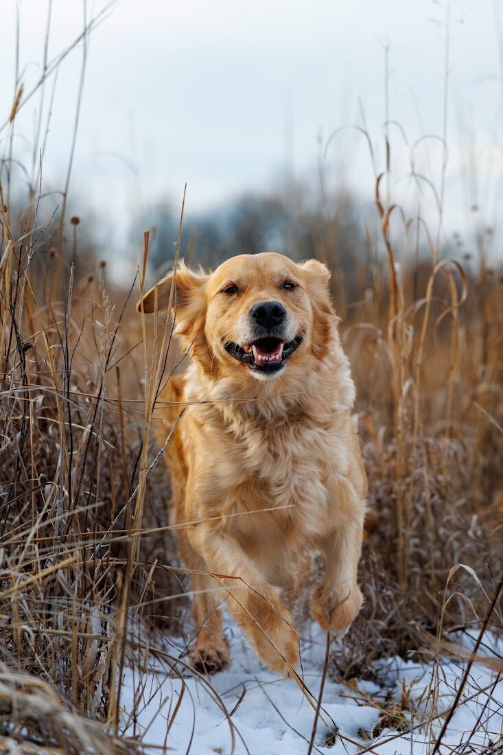 Appelgate-golden-retriever-puppies-Emmie-9