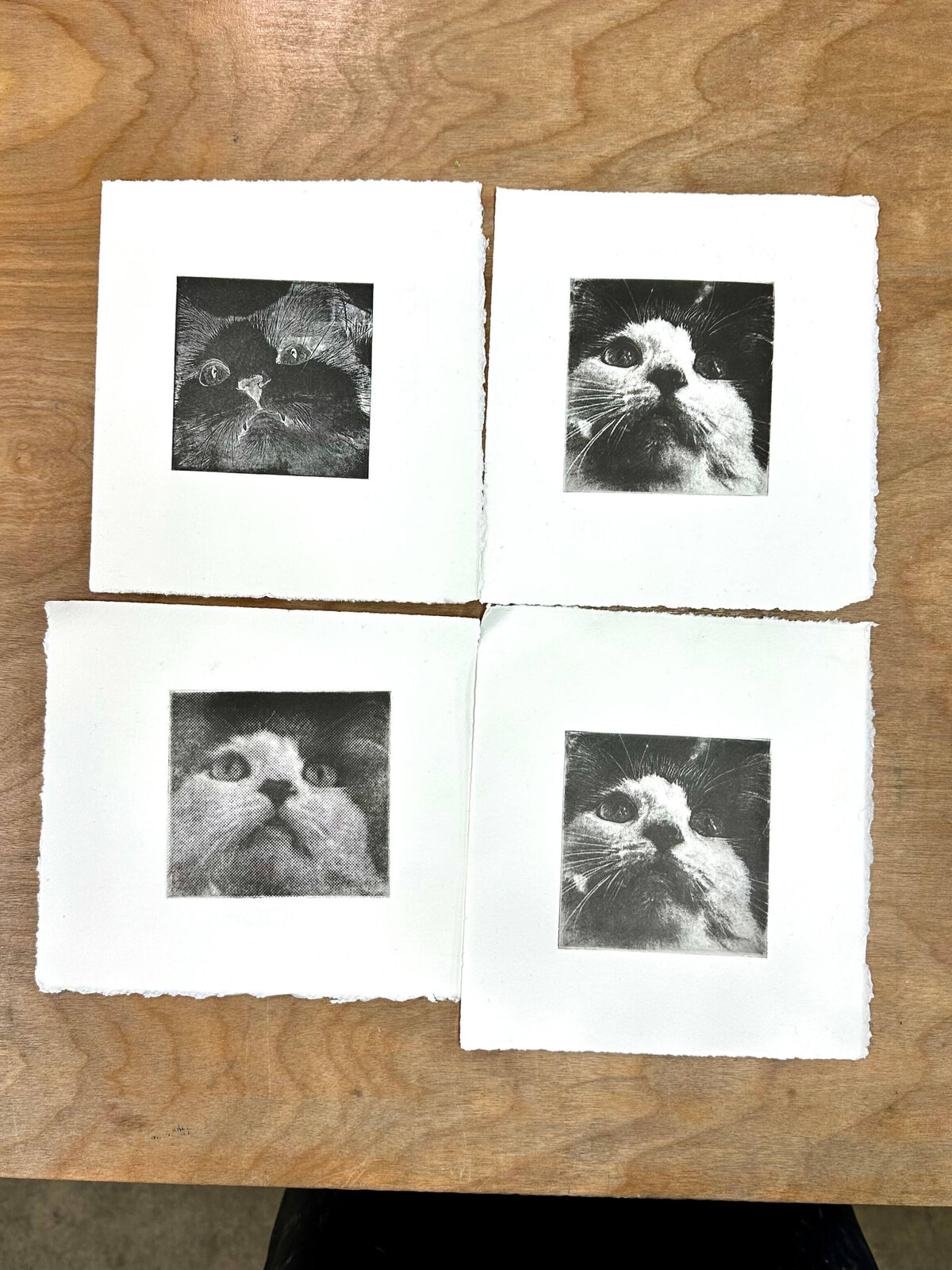 A grid of four monochromatic etched prints of a cat, created through toner transfer etching.