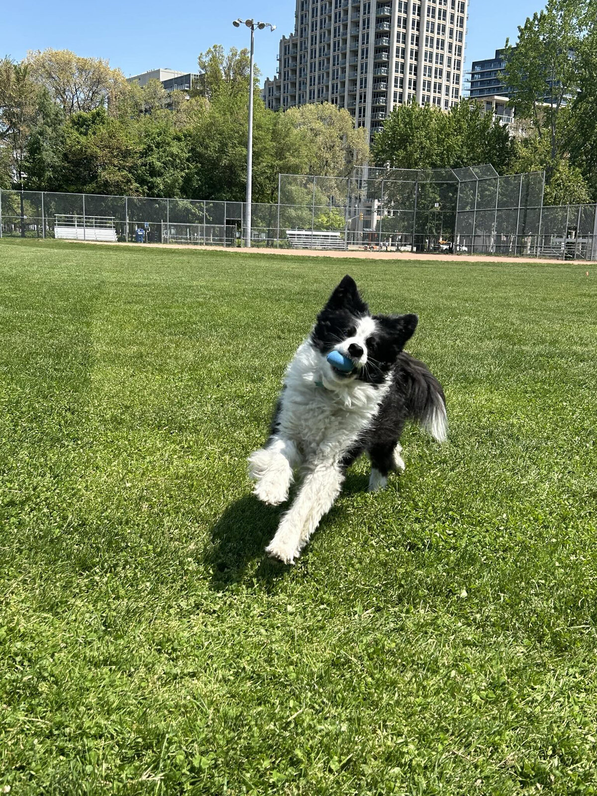 HamiltonToronto-PetSitting-024