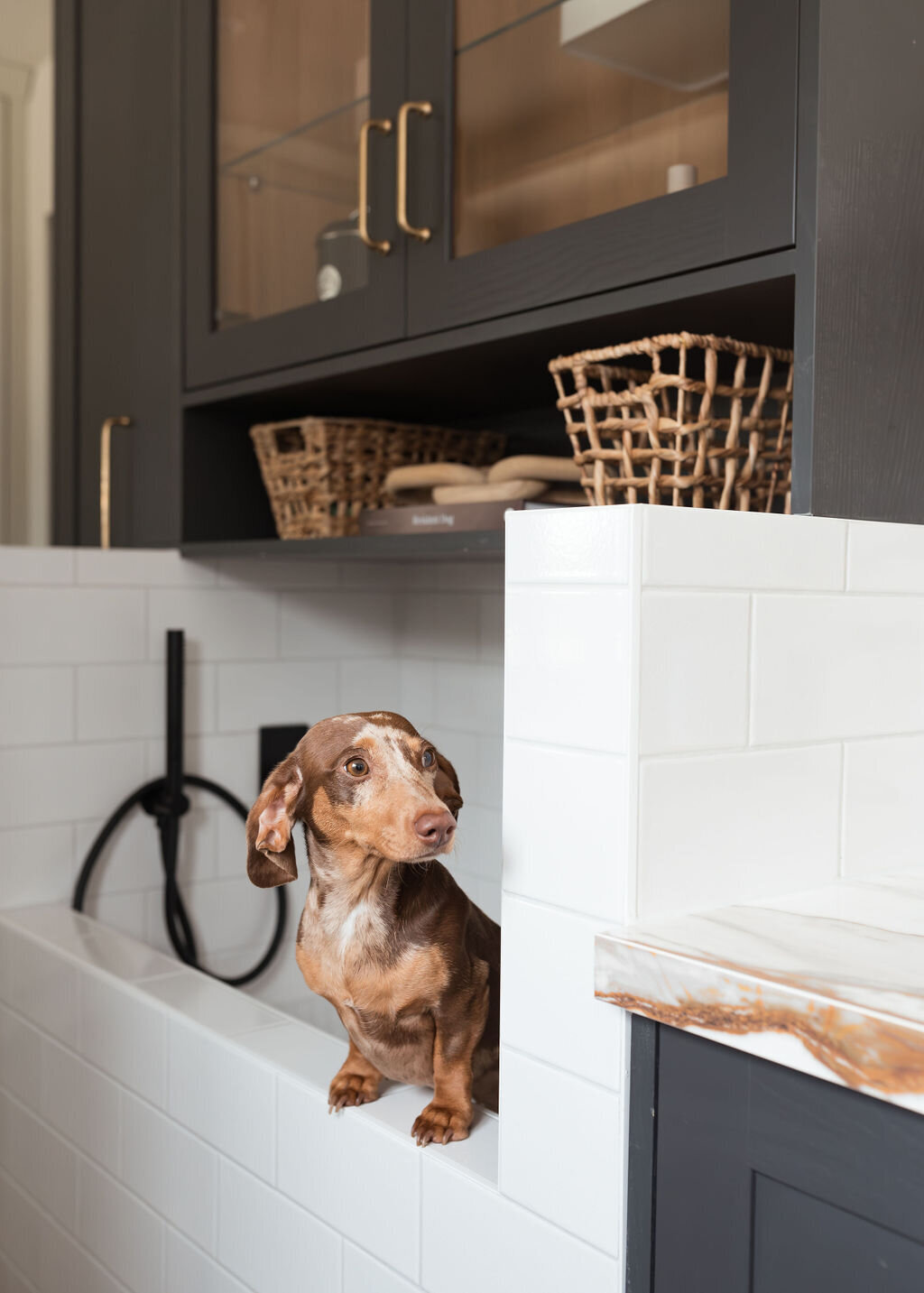 A small brown dachshund inside a modern subway-tiled dog wash station. A black built-in shelf sits above the washing station.