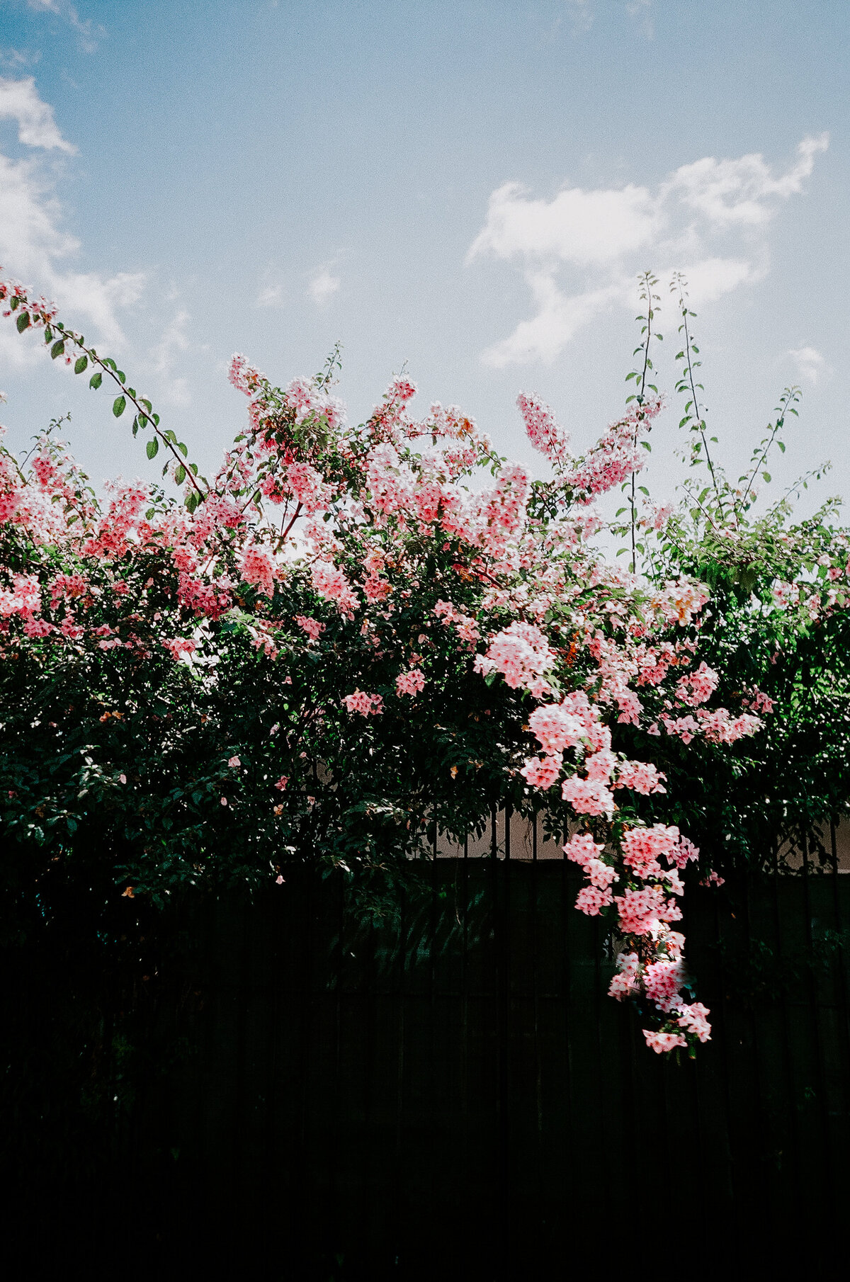 Beautiful Pink Greenery