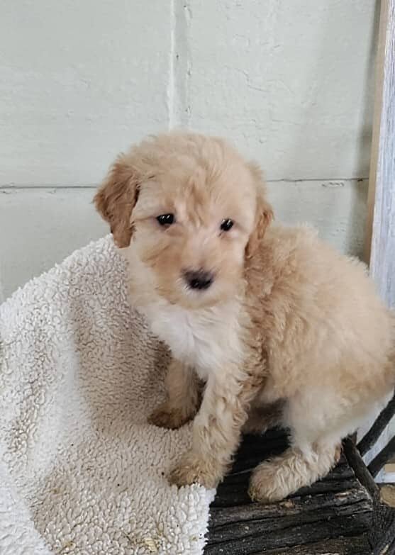 Small Country Mini Doodles Kansas City Cavapoos448611097_818156083607540_7779452866474451260_n