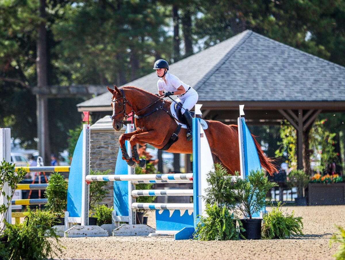 A chestnut horse jumping a blue oxer during an event at the Carolina Horse Park in Raeford, North Carolina.