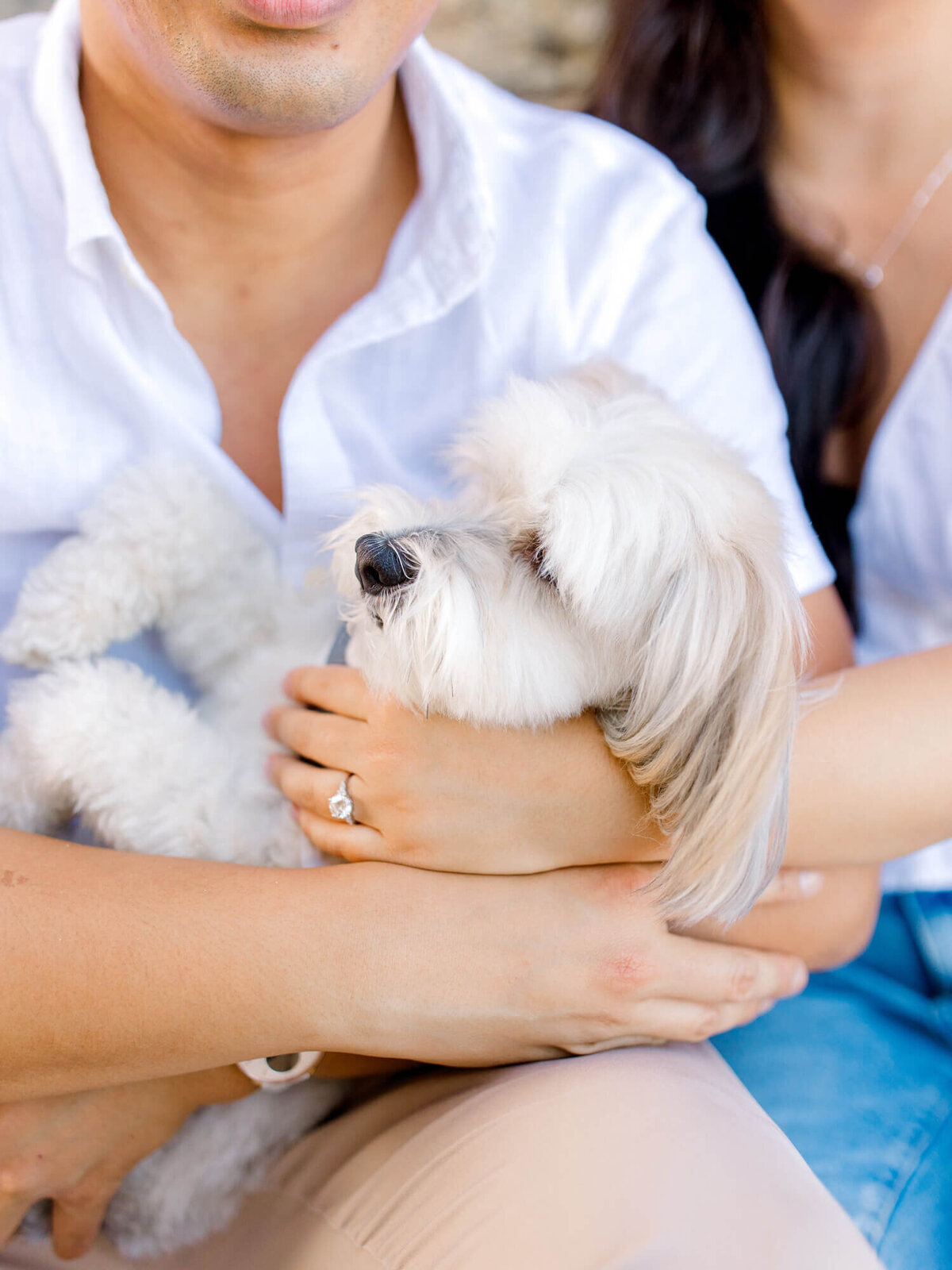 close up of dog and engagement ring