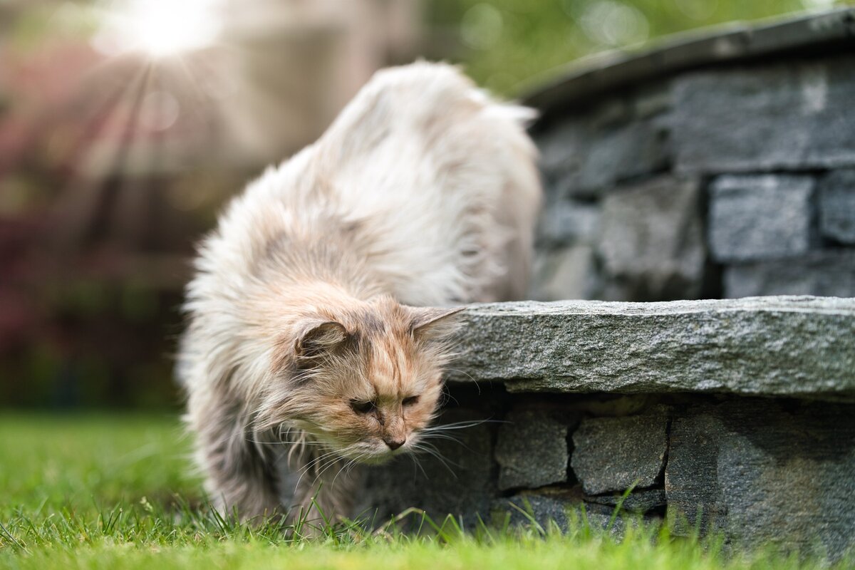 Schweiz-Katzen-Fotograf-Musto-Studios