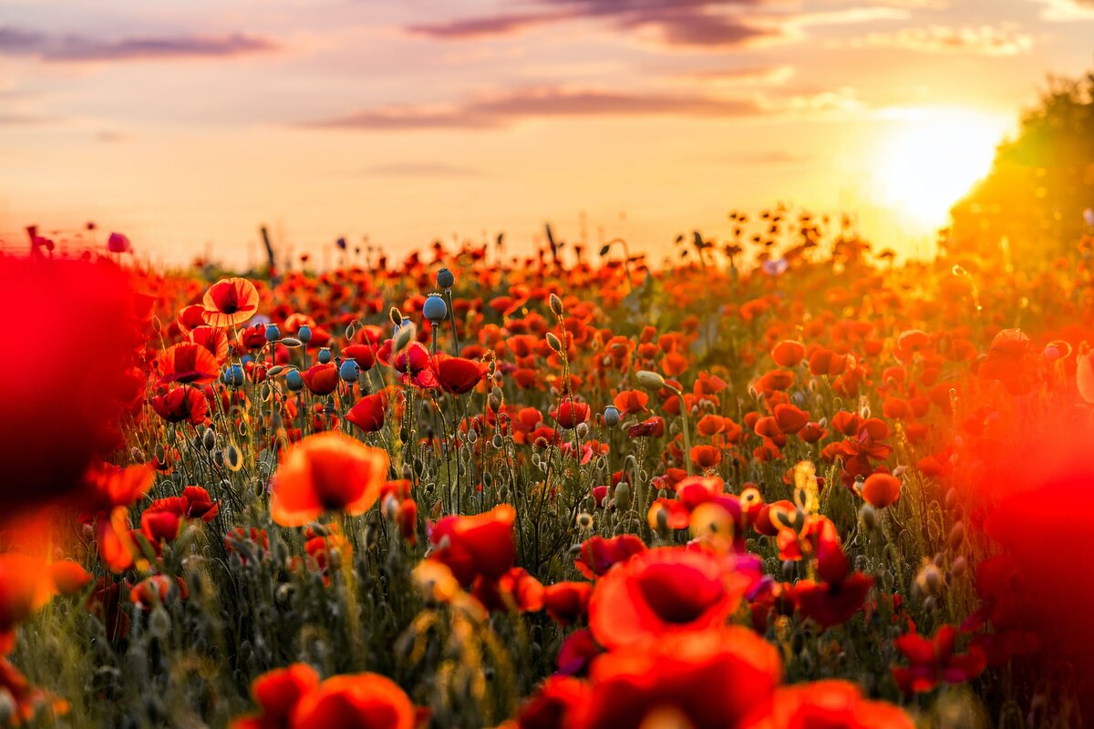 Poppy Grove | Intuitive Coaching