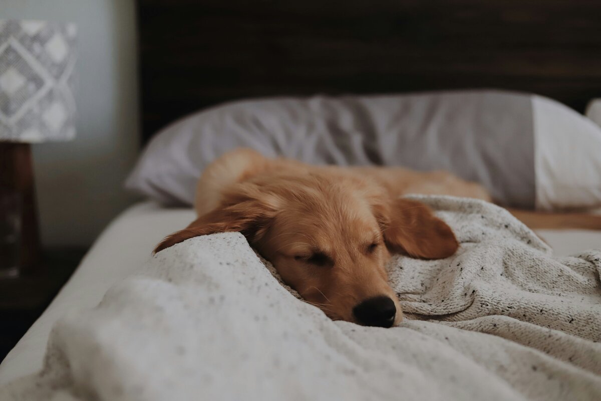 amy-humphries-ct3R7hE1dXQ-unsplash