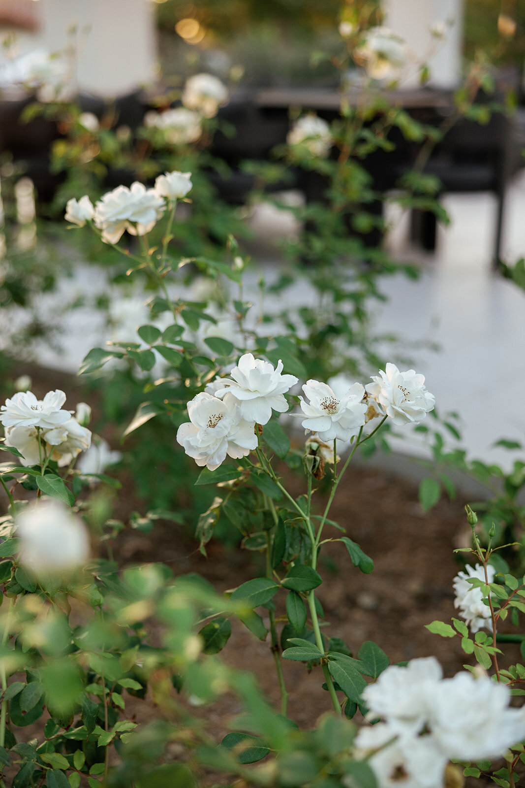 Rancho_Santa_Fe_wedding_venue_Estate_wedding_luxury_wedding_planner_wedding_tour_ San_Diego_weddings1826