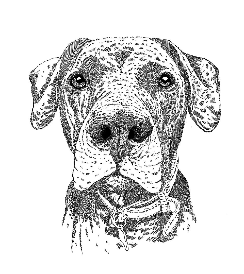 Illustrated portrait of a dog