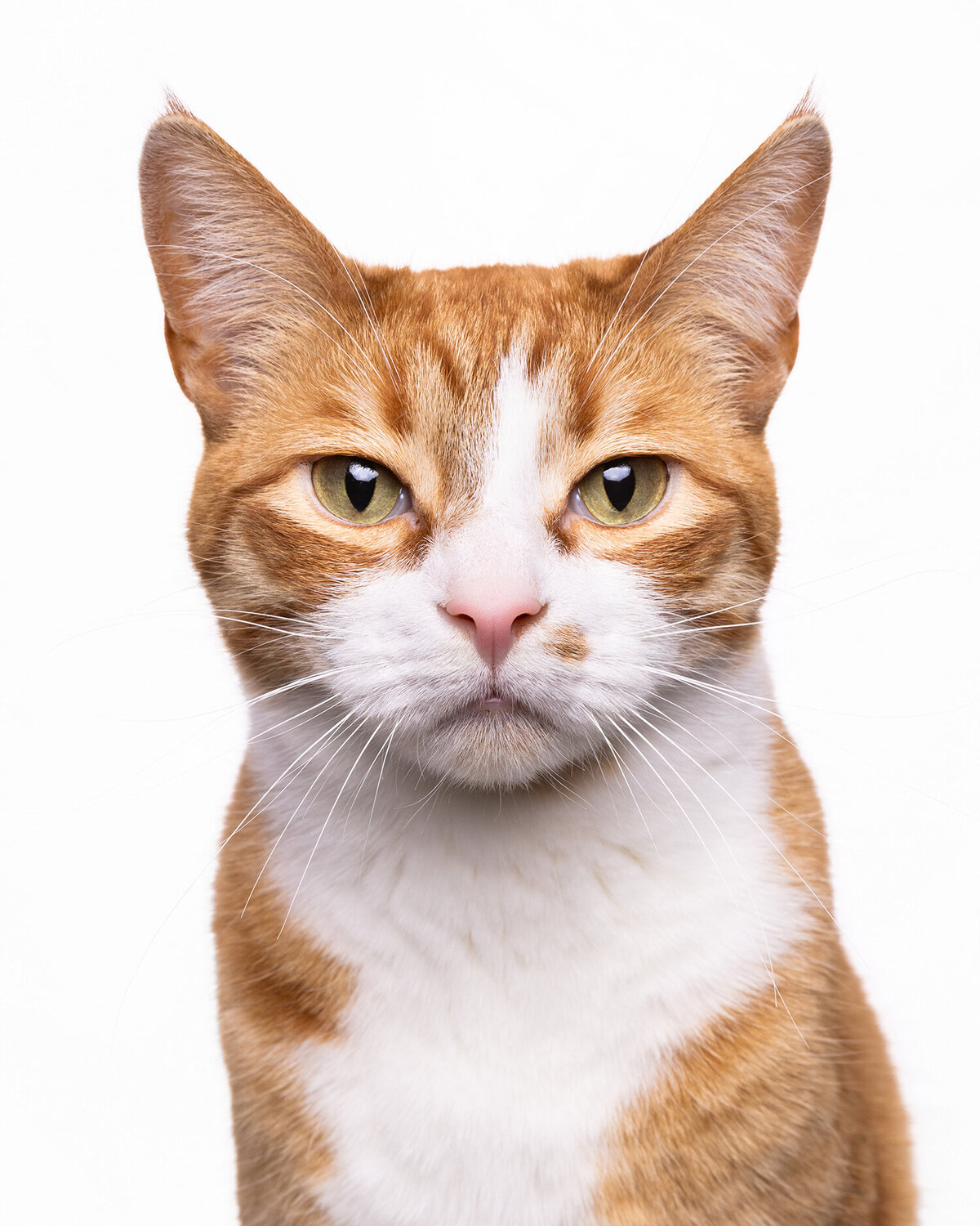 CatsandDog-26