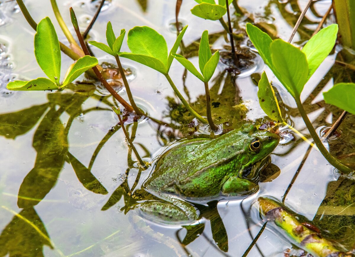Frog - Gallery - Natural Pool and Spa