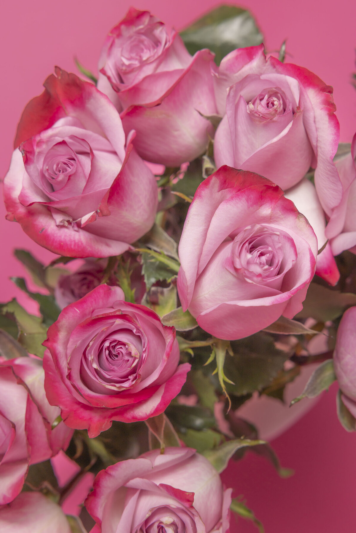 Rose-Transformations-cincinnati-personal-branding-photos-Jennifer Blackburn-your-brand-compass-5204