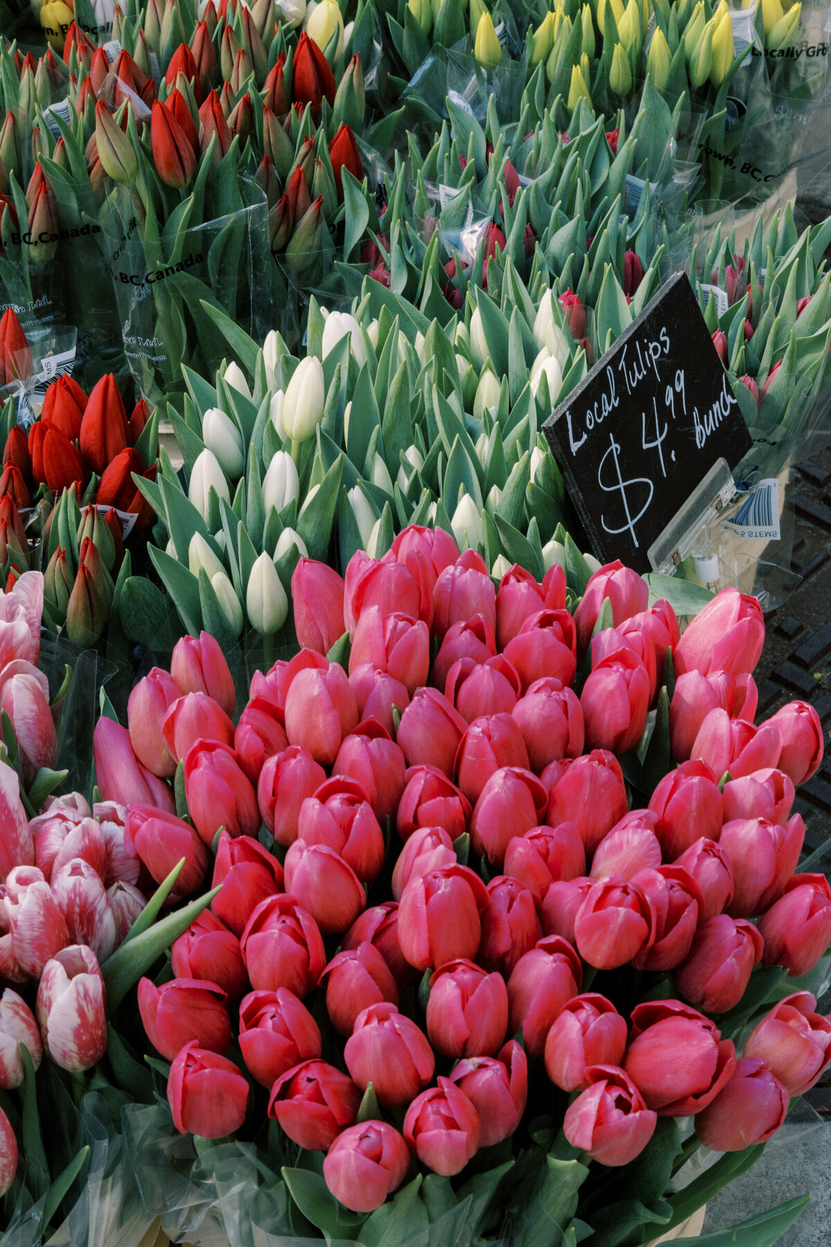 Bunches of Tulips