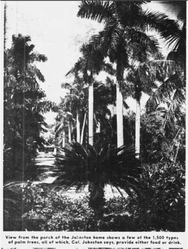 tropical plants