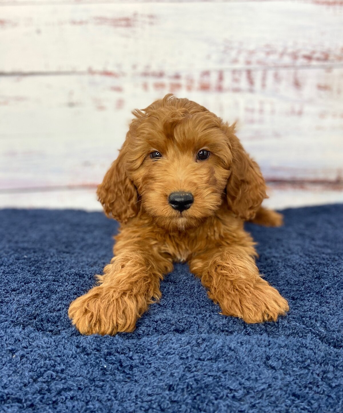 Toby(1)