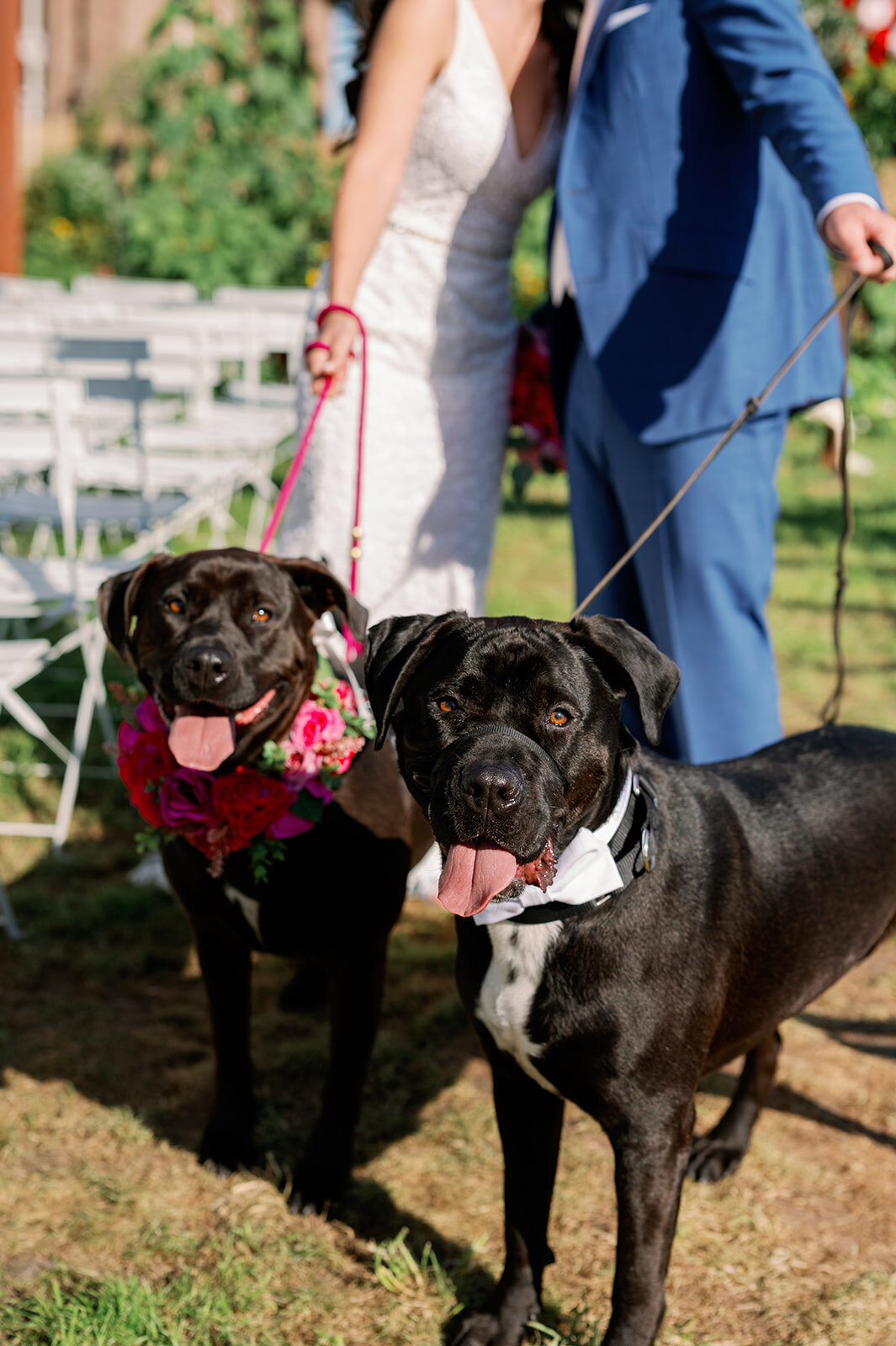 DOGS_426_websize