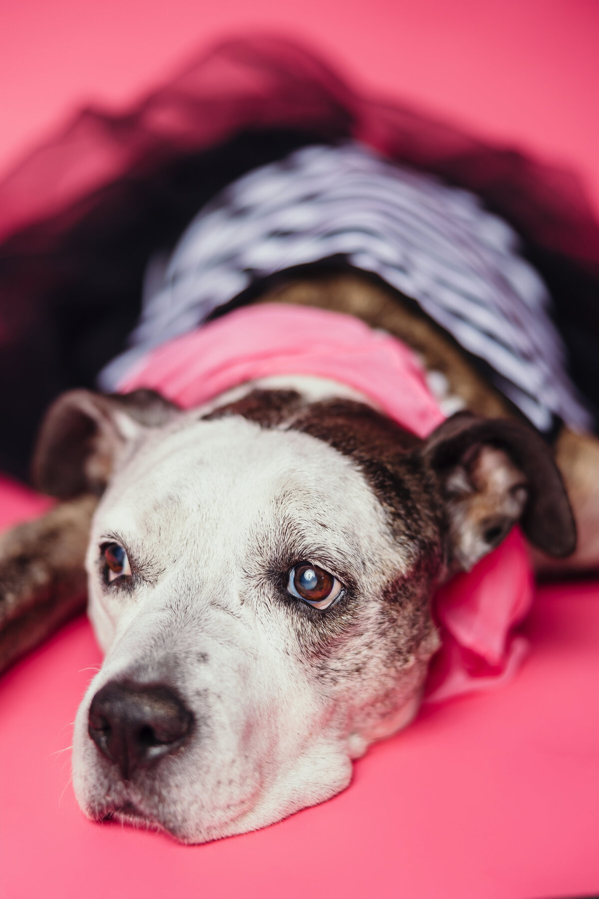 LexitheDog-May-2024-001