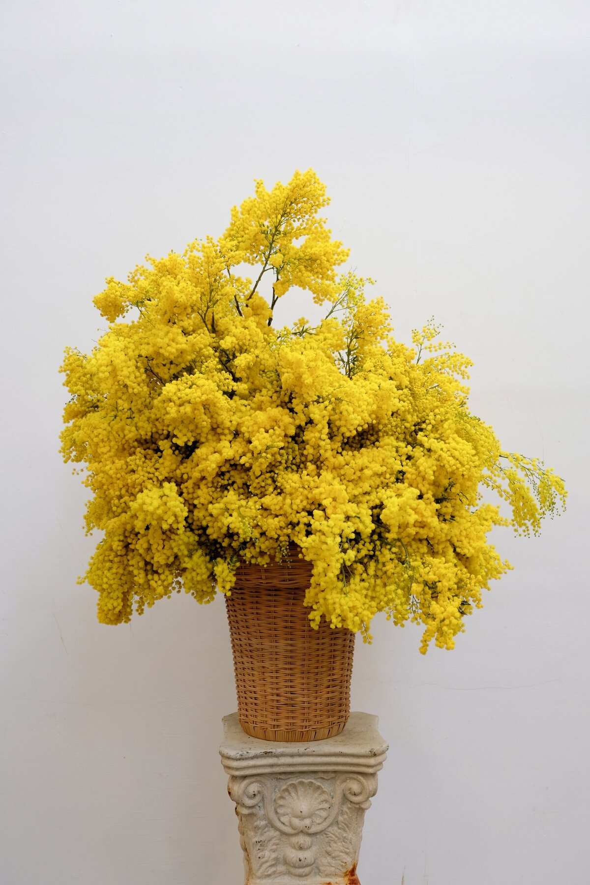 Hotel d'Evreux-florist-mimosa