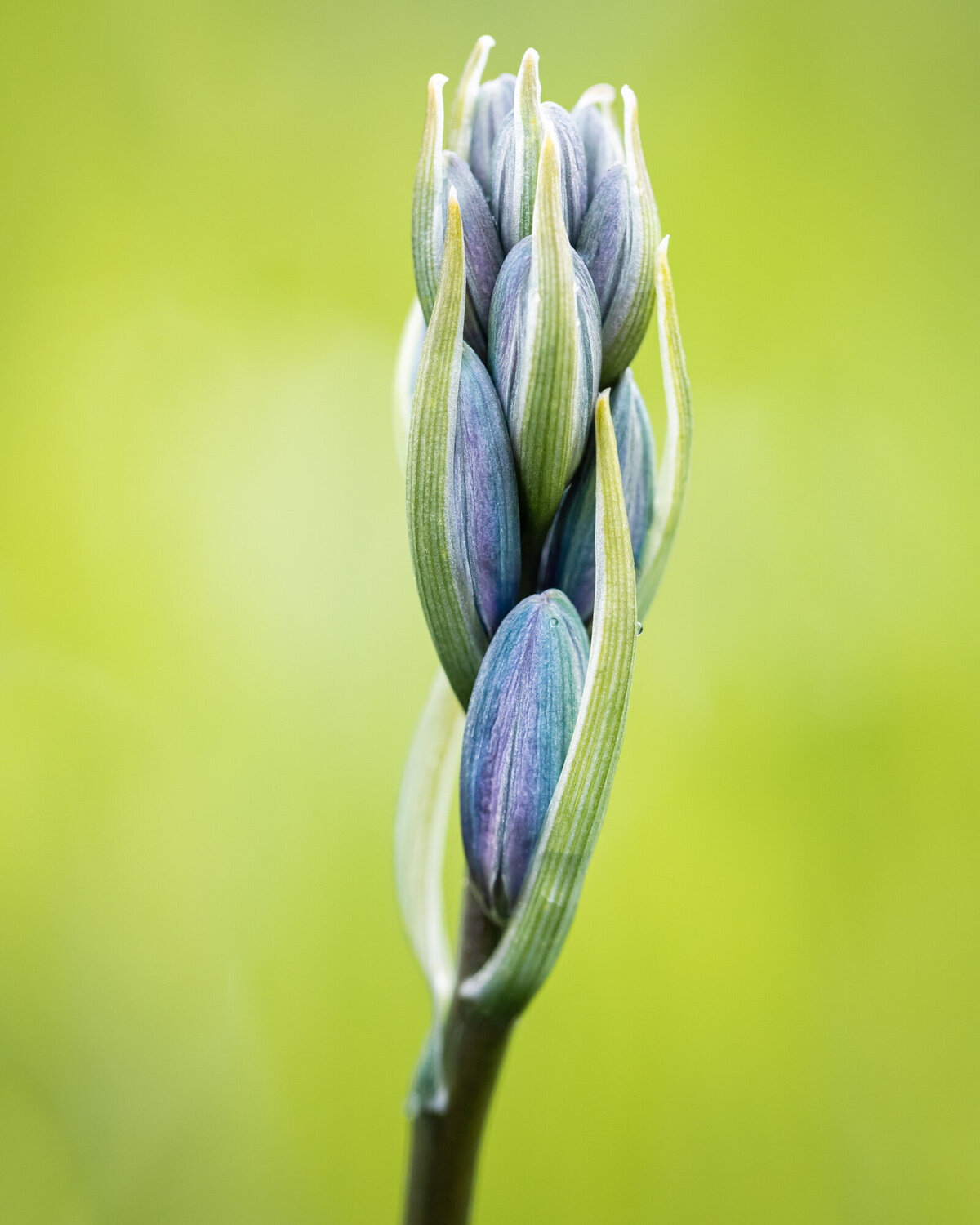 Montana wildflower blue camas buds, Packer Meadows, Lolo, MT