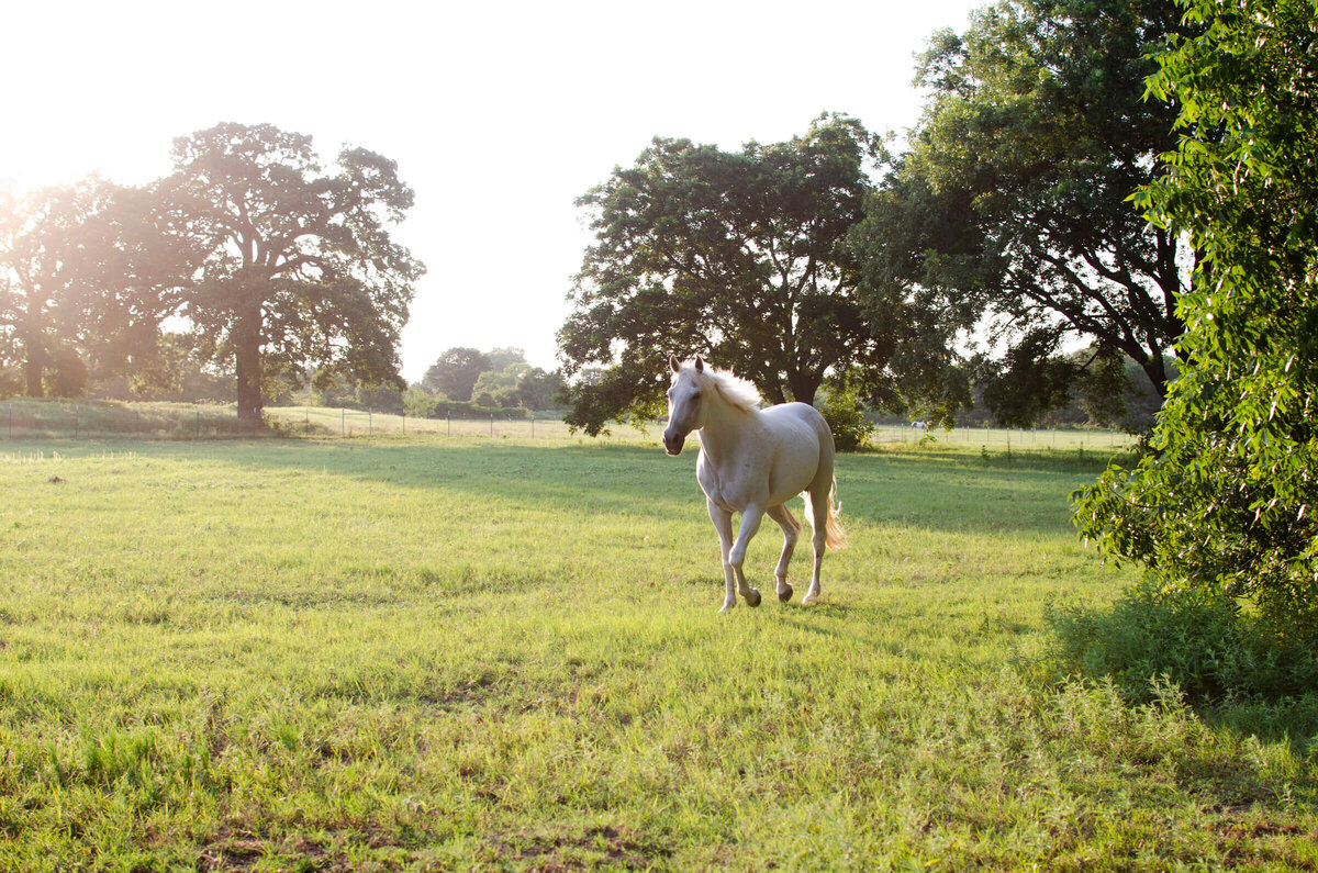 Horse runs through pasture at Freedom Reins Equestrian