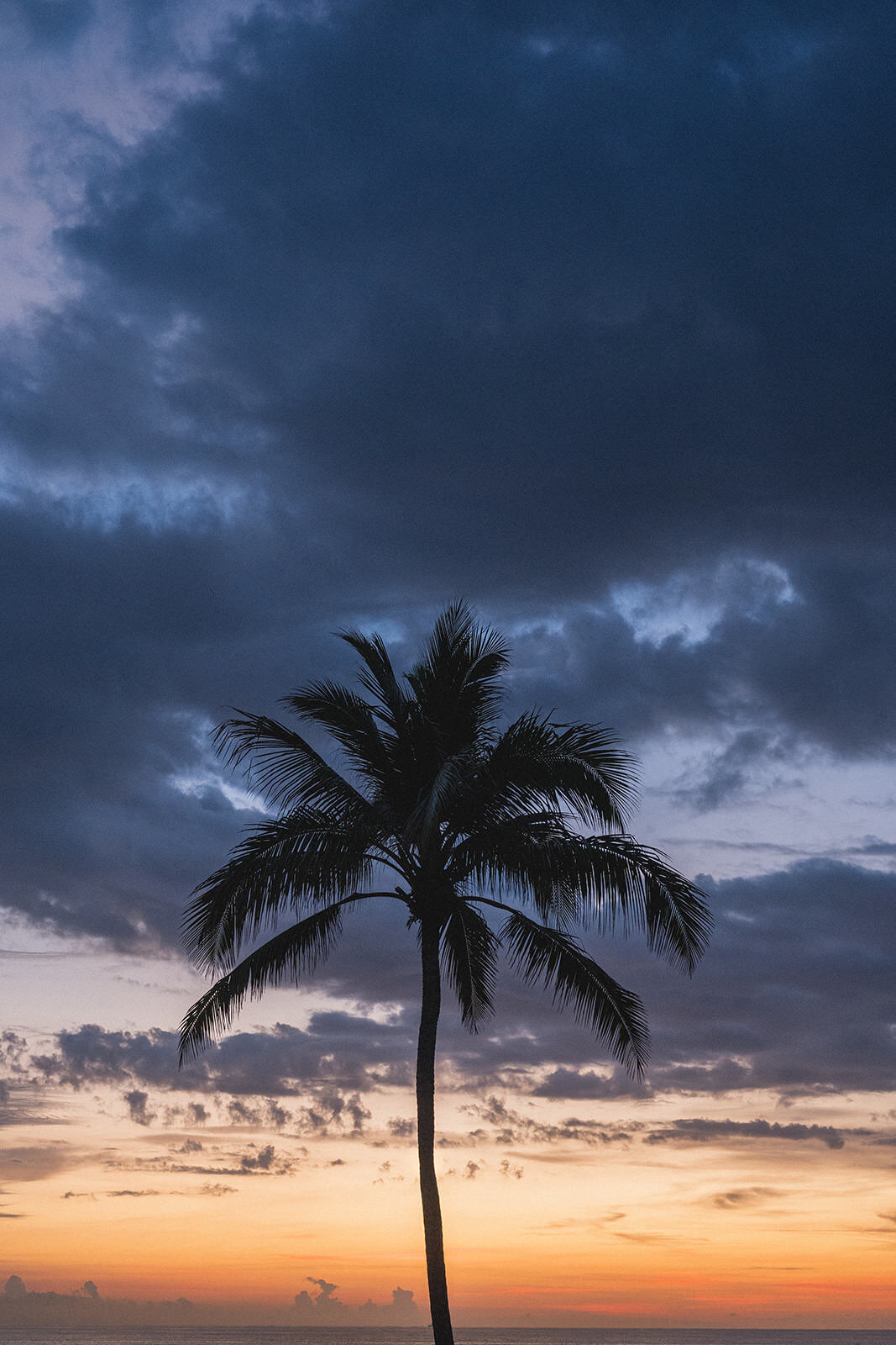 palm-tree-sunsrise-florida-2NA-E