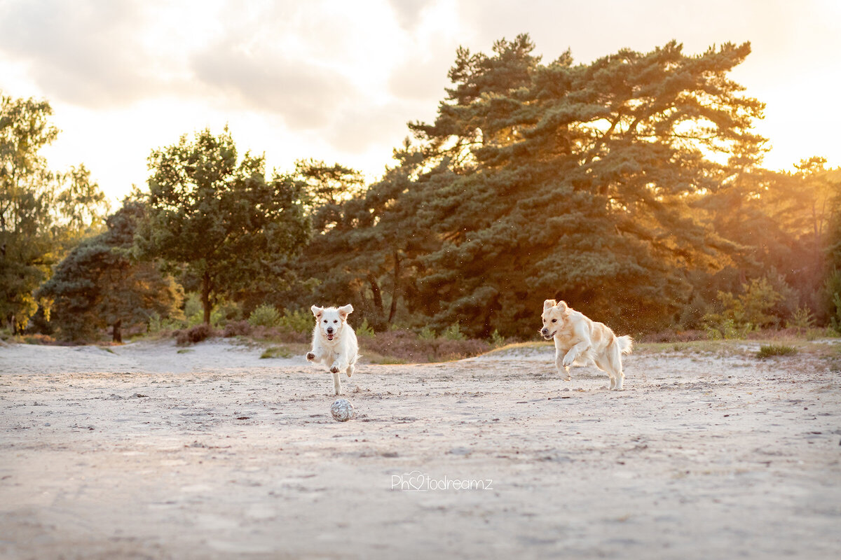 Goldenretriever-fotoshoot-limburg16