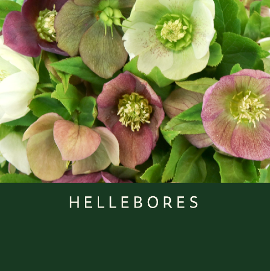 Hellebores