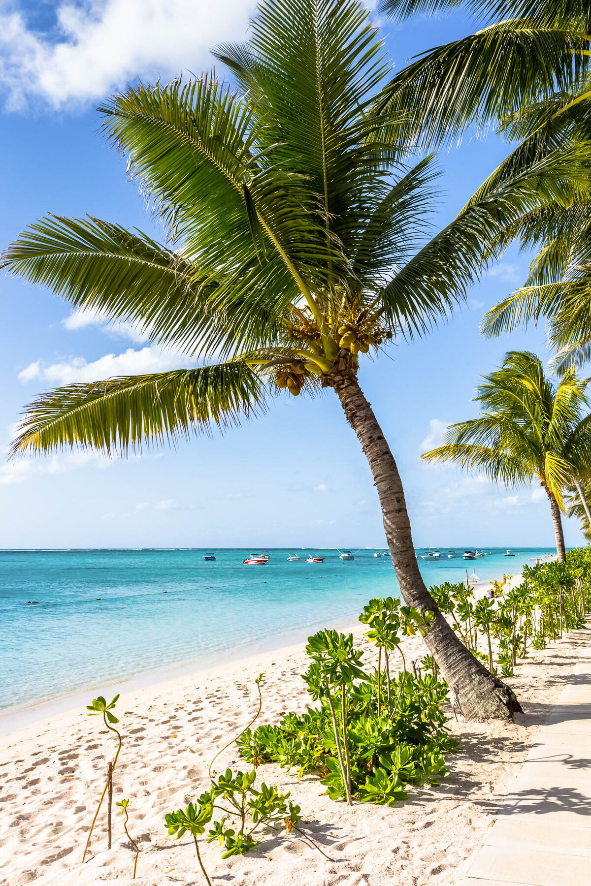 Palm trees and boats along a white sandy beach with calm turquoise ocean water.
