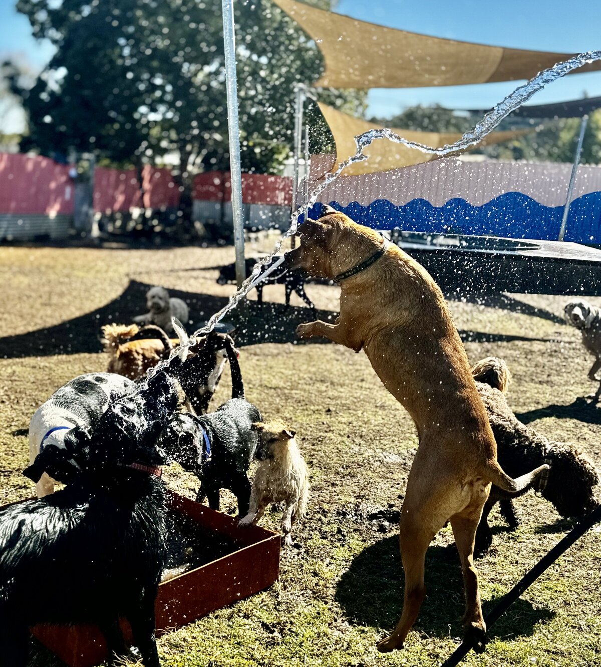 Doggy Daycare Toowoomba