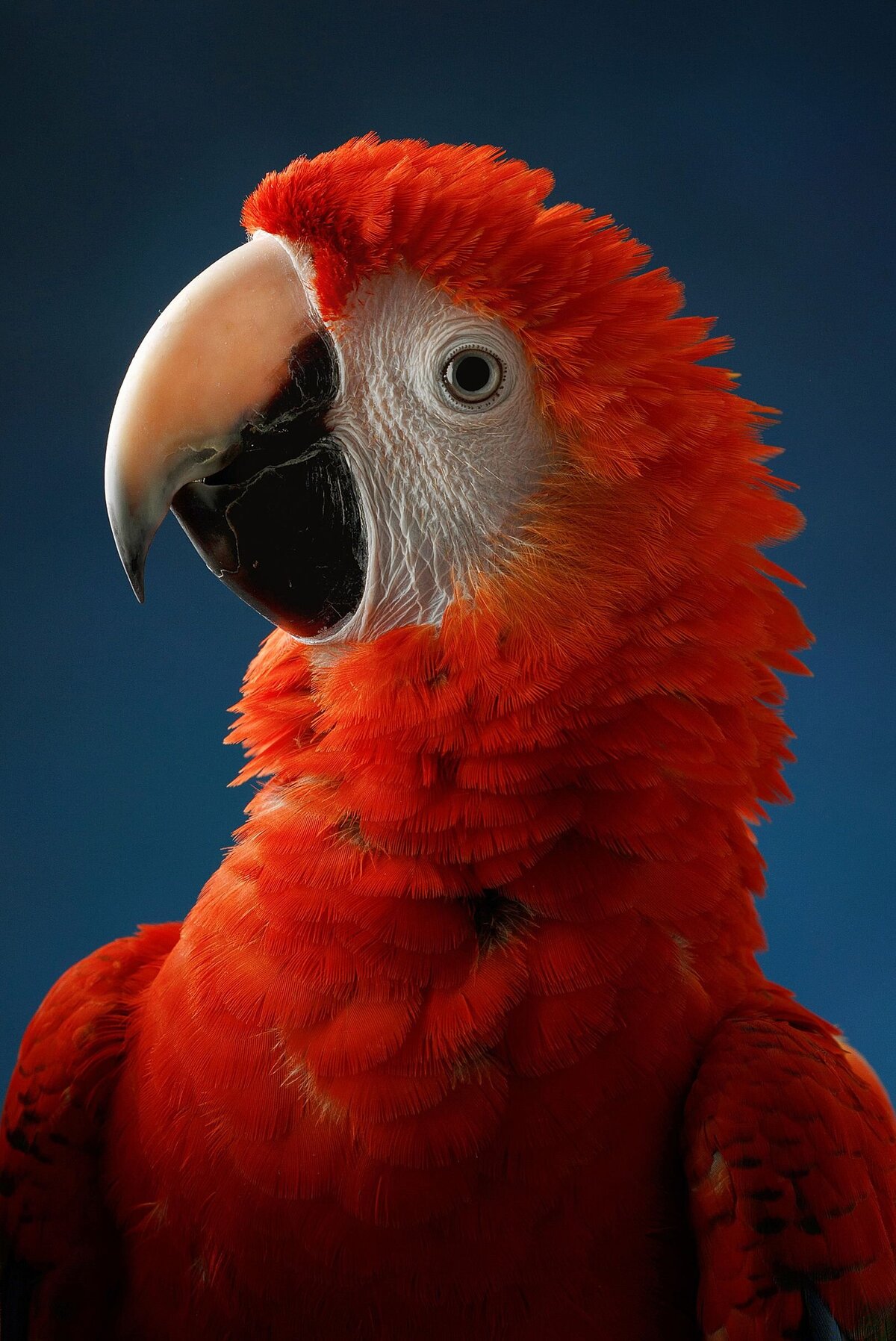 Maestro-1