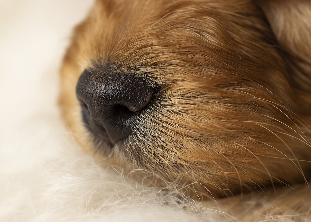 PETS_PUPPYCAVOODLEGOLDENNOSE
