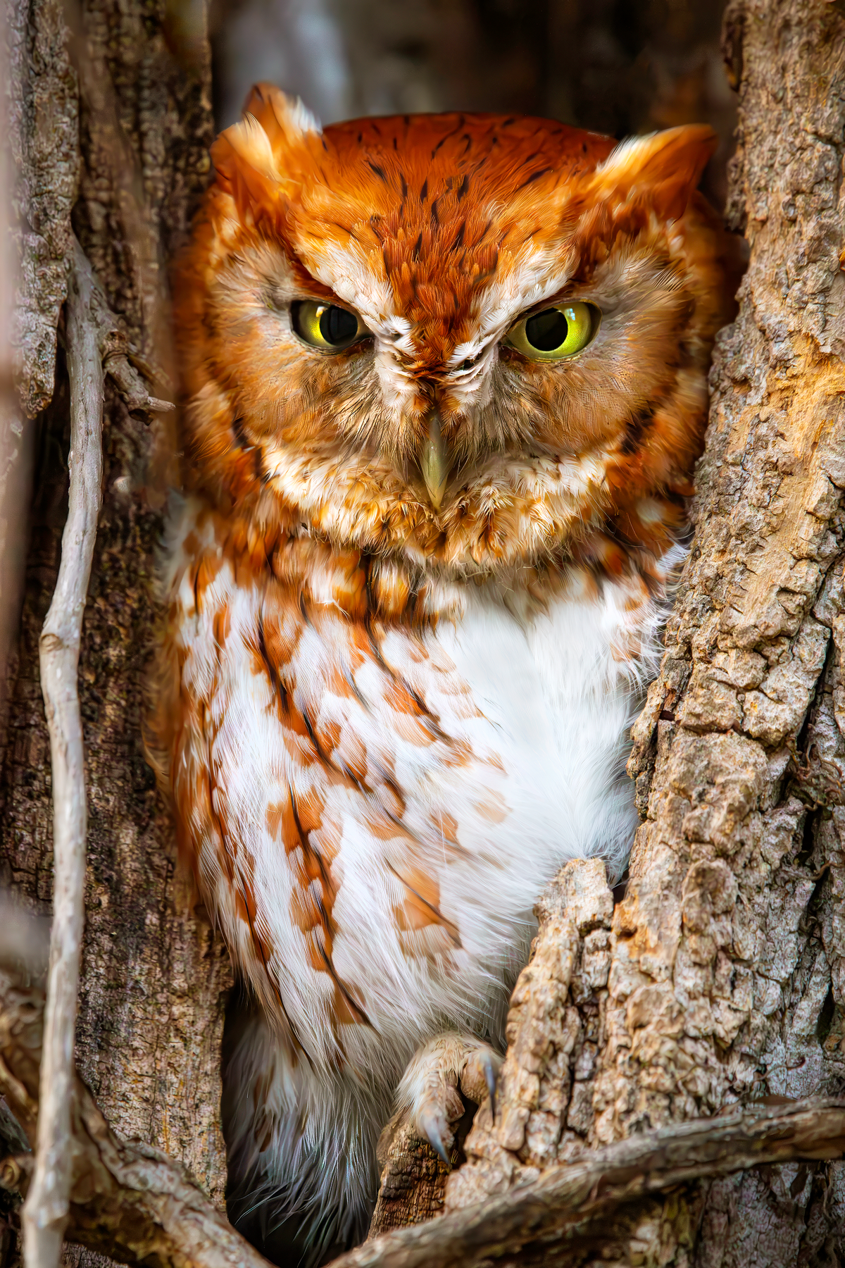 Eastern Screech Owl by Michael Kaal Photography 