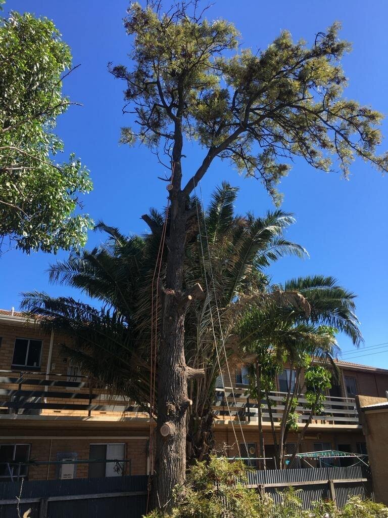 Evergreen Tree Services SA-Tree Removal-009