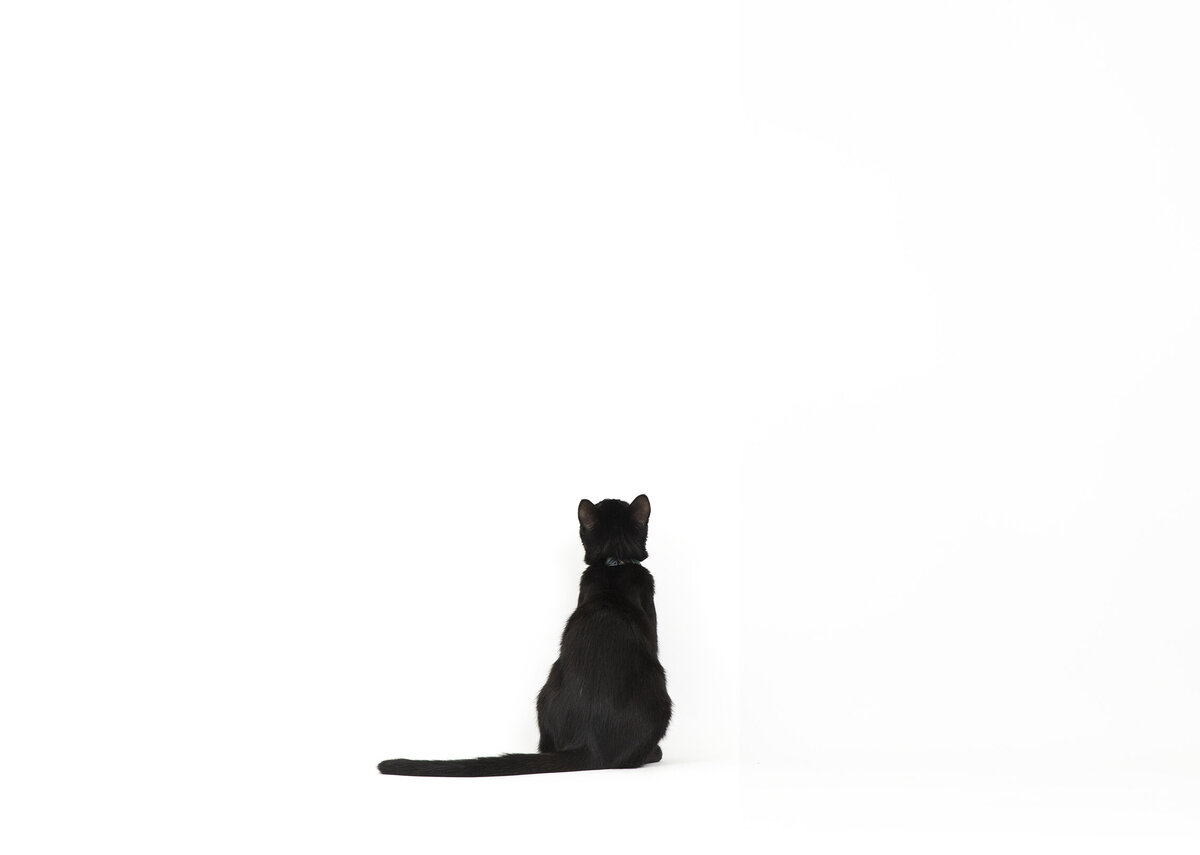 commercial animal photographer 8 copy