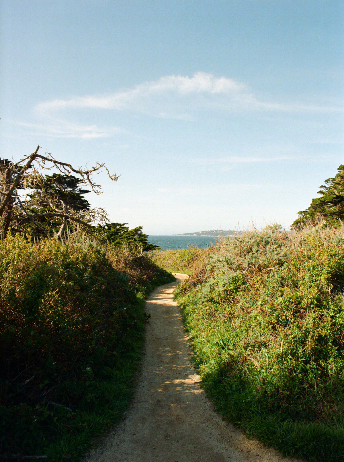 A scenic coastal path winding through Point Lobos in Carmel, California, captured in natural light — by Kate Winters Photography, a documentary wedding photographer.