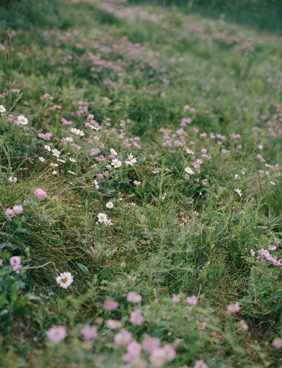 pink and white wildflowers in Michigan meadow, sunrise, film branding photoshoot for candle company