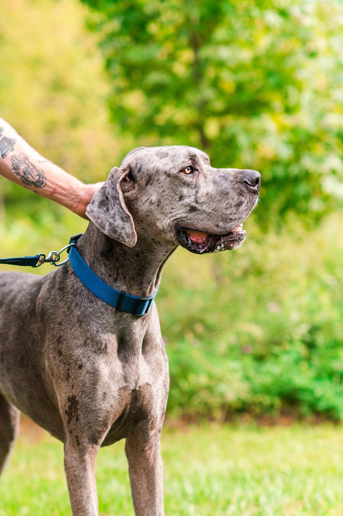 Lancaster Pa Dog Photographer