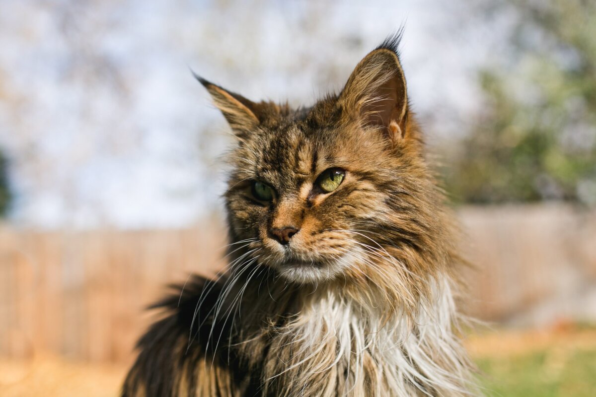 portrait of a main coon cat