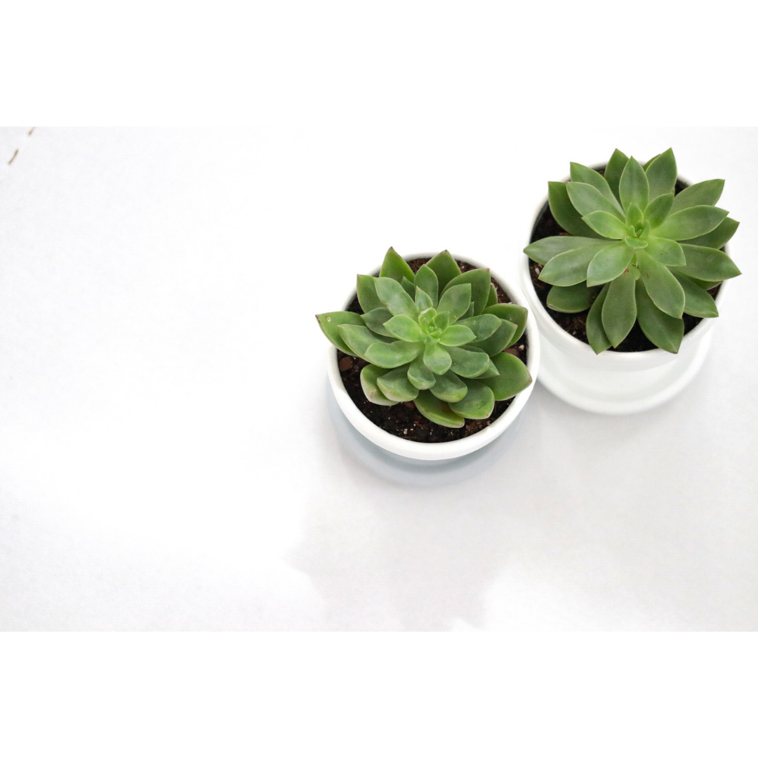 A topdown view of two succulents next to eachother.