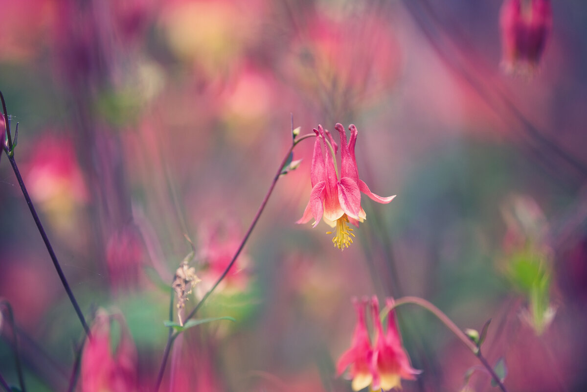 liz allen photography flowers-89