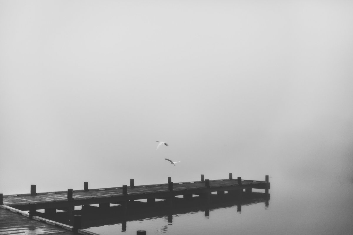 Crane birds flying over pier at Woodlawn Lake San Antonio early foggy morning