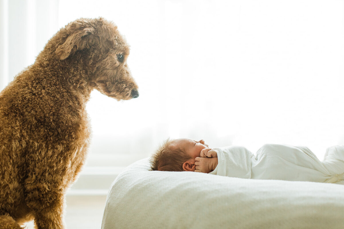 a red goldendoodle dog sits watching his new human sibling while baby laying swaddled in white