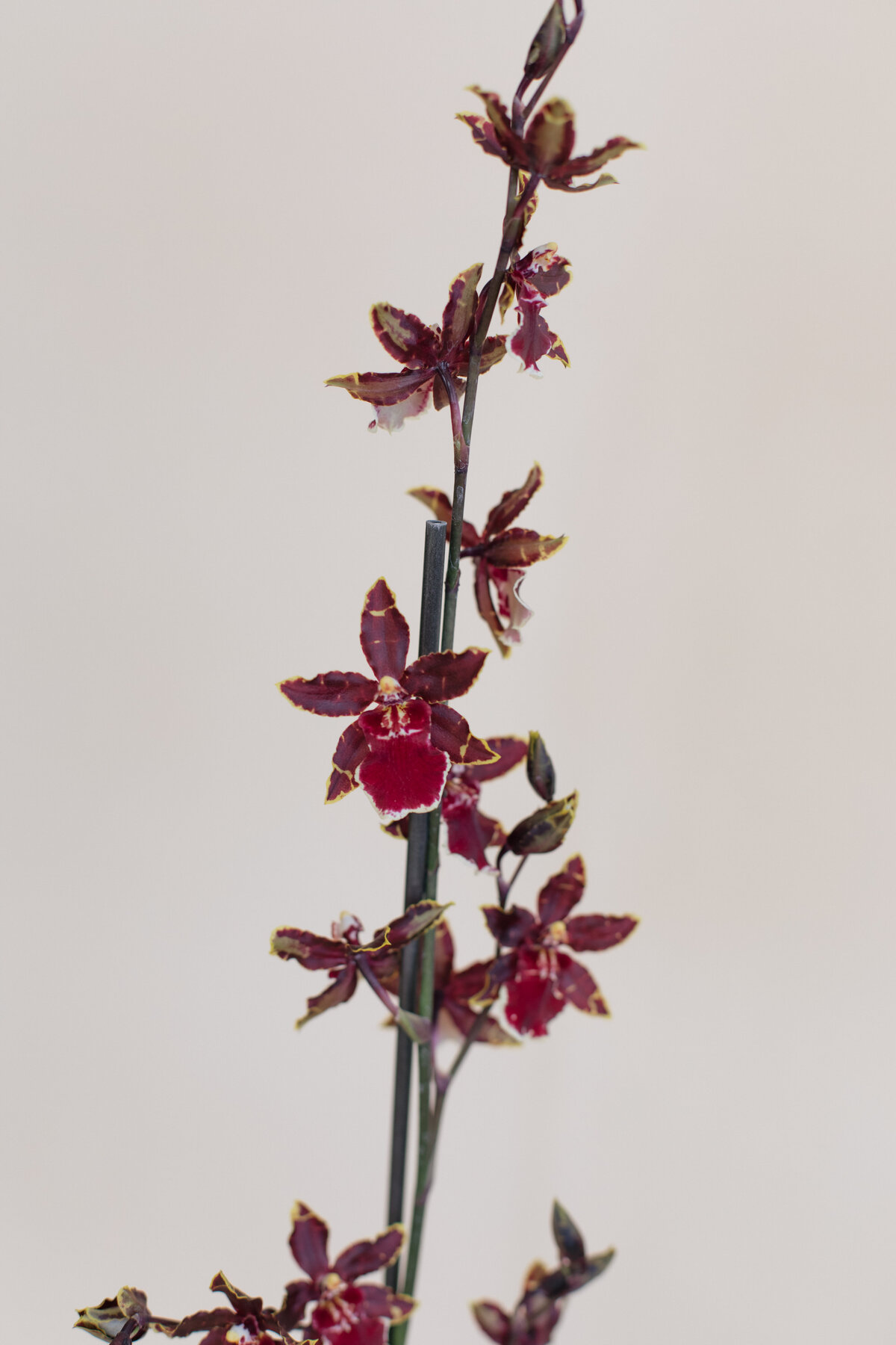 Diosa-Blooms-April-2021-8127