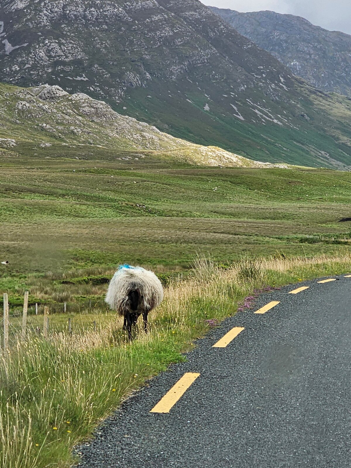 Sheep_road_20230716_1800x2400