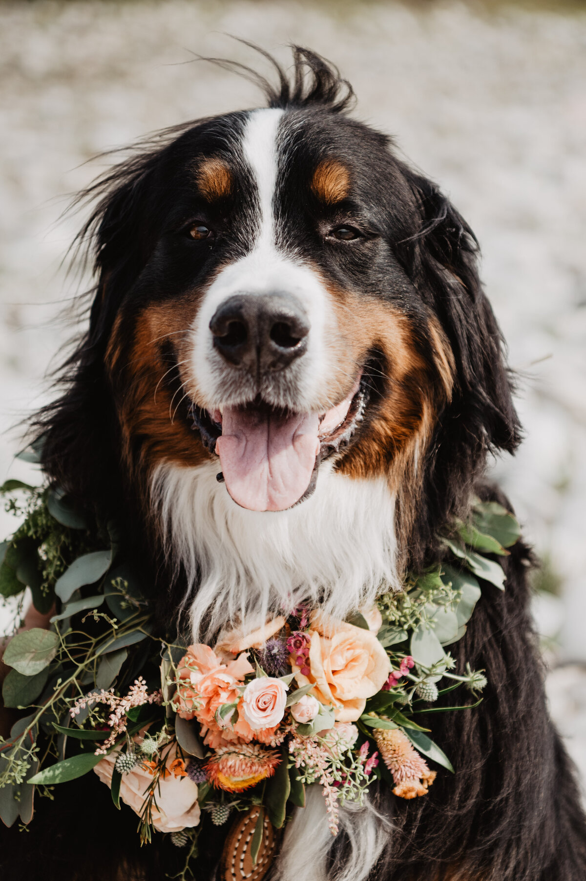 Jackson Hole Photographers capture dog wearing flower collar