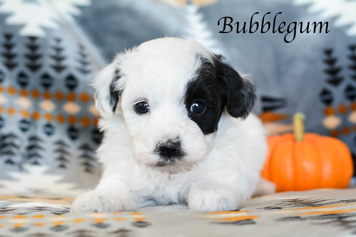 Available Mini and micro Sheepadoodle Puppies