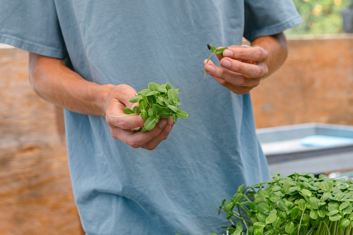 Channel-Islands-Micro-Greens-Local-Farmers-Markets-0049